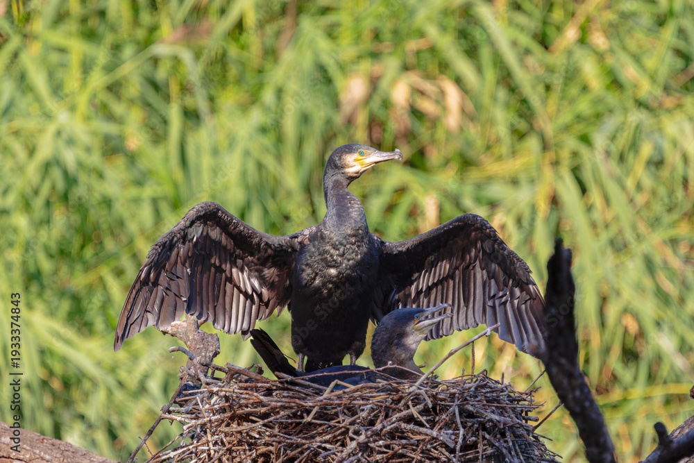 Fototapeta premium Cormorants Resting and Drying Wings