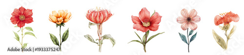 Beautiful watercolor flower illustration isolated on transparent background