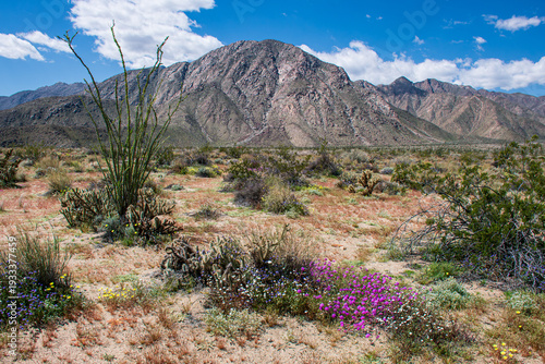 Spring Bloom at Borrego Desert State Park