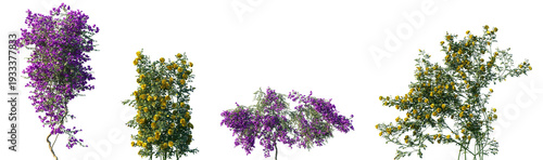 Set of Bougainvillea glabra and Rosa setigera blossoming frontal isolated png on a transparent background perfectly cutout