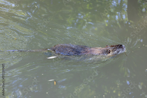 Swimming Nutria with Orange Incisors