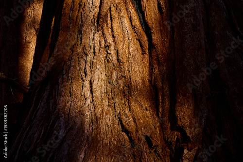 Layers of redwood tree bark