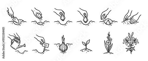 Hand drawn icon set showing the process of planting a flower bulb from digging to blooming, a step-by-step gardening guide isolated on a white background