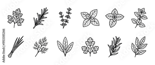 Set of culinary herbs and spices icons in a minimalist black line art doodle style, featuring parsley, rosemary, basil, and mint, isolated on a white background