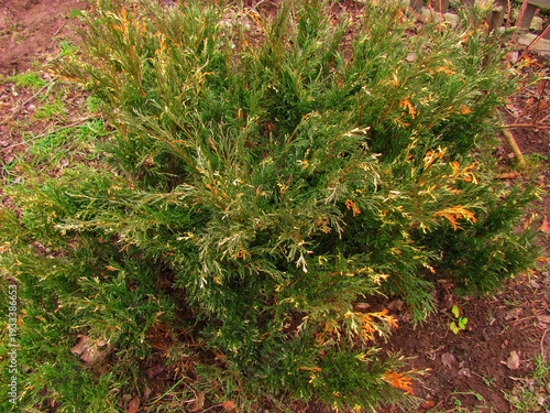 Spreading evergreen juniper shrub in an early spring garden landscape