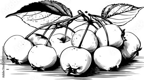 Artistic black and white illustration of ripe apples clustered with attached leaves and stems, fruit art