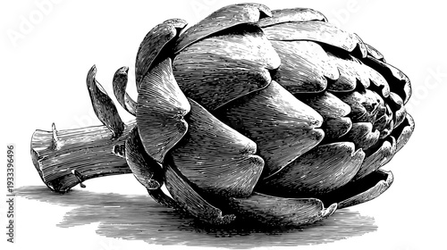 Intricate grayscale illustration of a large, freshly cut artichoke, rendered with detailed linework