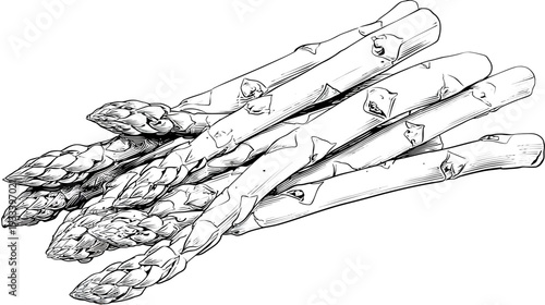 A detailed black and white illustration of several stalks of asparagus, with fine lines and shading