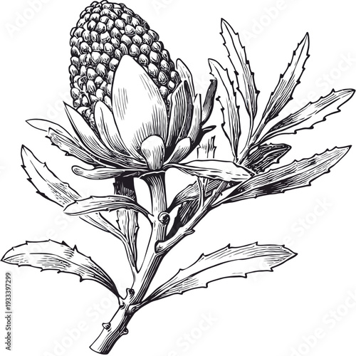 Intricate black and white botanical illustration of a unique flowering plant with spiky leaves