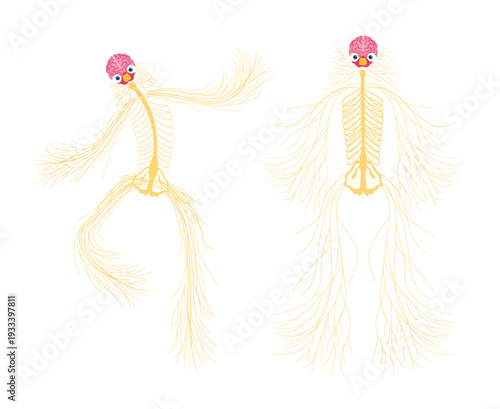 Cute human central nervous system caricature vector illustration