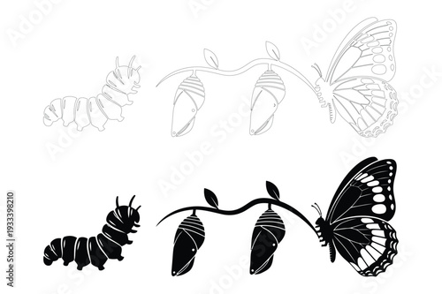 Butterfly life cycle illustration: caterpillar, chrysalis, adult