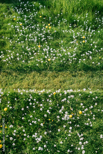 A lawn mower has cut a fresh path through the lawn