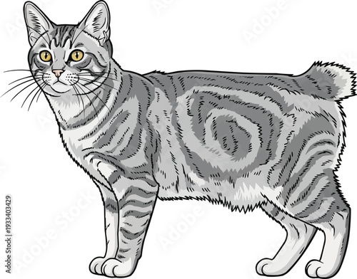 American Bobtail cat standing side profile view vector illustration