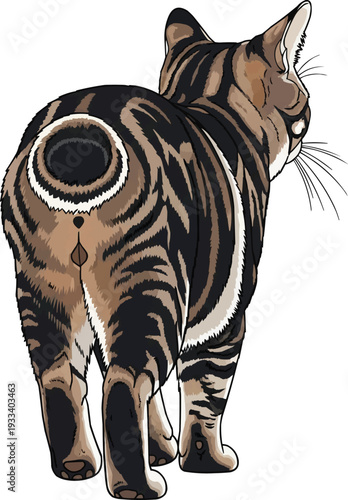American Bobtail cat walking away short tail rear view illustration