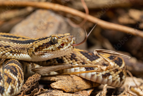 Juvenile Rattlesnake Coiled On Dry Leaves In Wild Habitat