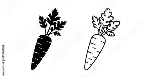 Two carrots illustration Vector
