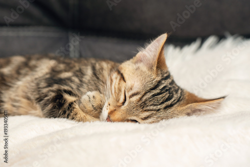 Fotografía Close-up of a sleeping kitten on a soft blanket in a cozy home environment