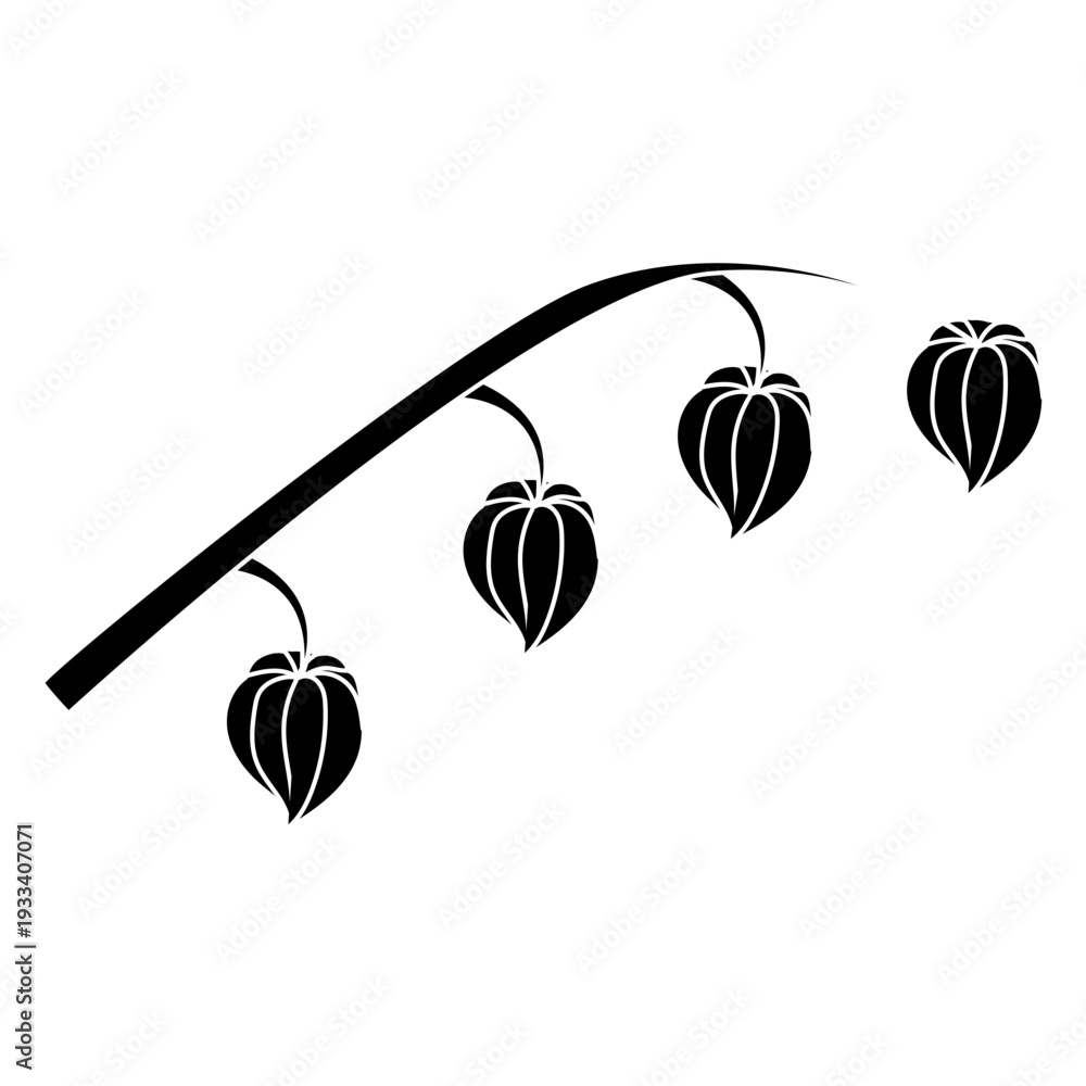 Obraz premium A physalis branch with four flowers in a black and white silhouette style. Vector illustration isolated on a white background.