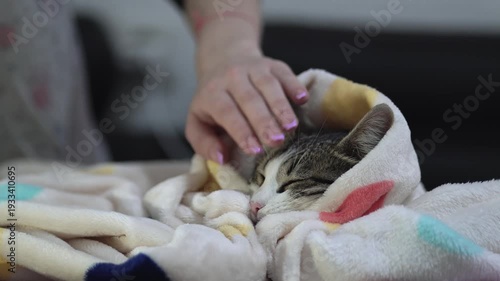 Pet owner touching a sick sleepy aegean cat wrapped in blanket lying with closed eyes