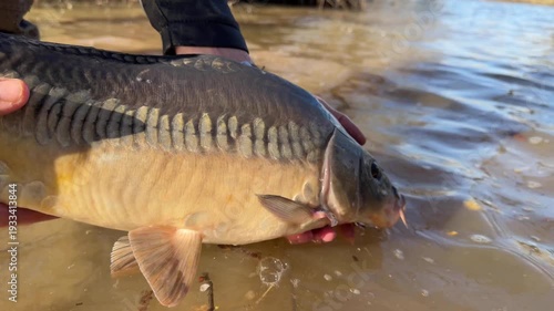 Two mirror carp – Cyprinus carpio – released in muddy freshwater during a catch and release no kill practice. Slow motion close up shows the fish gliding back into the lake with swirling water effect.