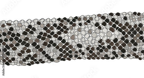 Close-up of a snake's skin texture with black and grey scales on white background