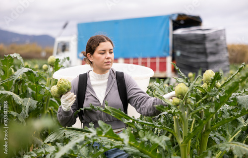 Foto Female worker picks ripe artichokes in a farmer field