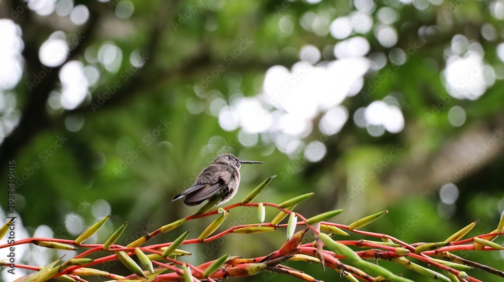 Obraz premium Gray-throated hummingbird, a species endemic to Brazil, perched on the flowers of a bromeliad.