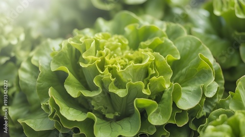 Fresh crisp lettuce leaves in a vibrant green color
