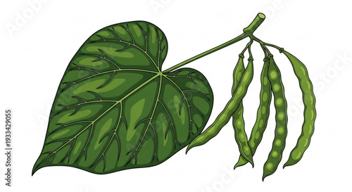Green bean plant illustration with large leaf and long pods on white background detailed botanical artwork for healthy eating and organic gardening concepts
