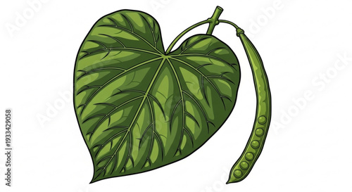 Taro plant with large heart shaped leaf and green seed pod on white background