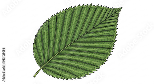 Detailed illustration of a vibrant green leaf with serrated edges and prominent veins on a white background