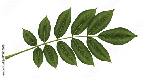 Green leafy branch with multiple leaves on a white background symbolizing nature and growth in a simple yet elegant illustration style