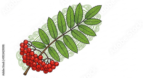Vibrant rowan branch with bright red berries and lush green leaves on white background with decorative swirls