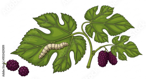 Silkworm on mulberry leaves with blackberries showcasing sericulture and fresh fruit