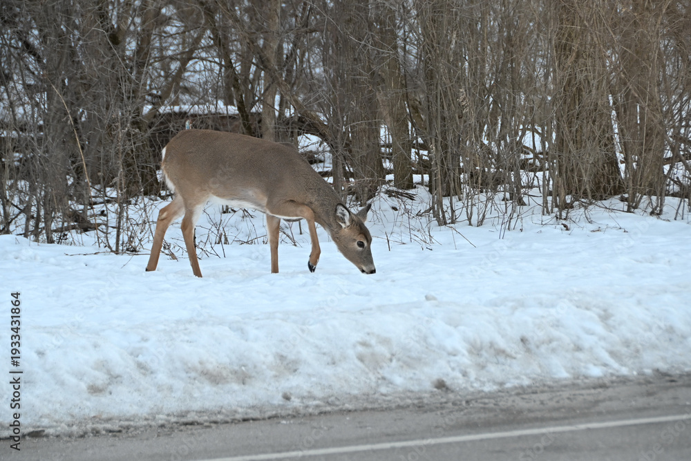 Obraz premium Doe in the Snow by the Street