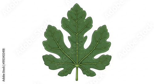 Single green oak leaf with pointed lobes and stem on white background detailed illustration botanical art natural design element