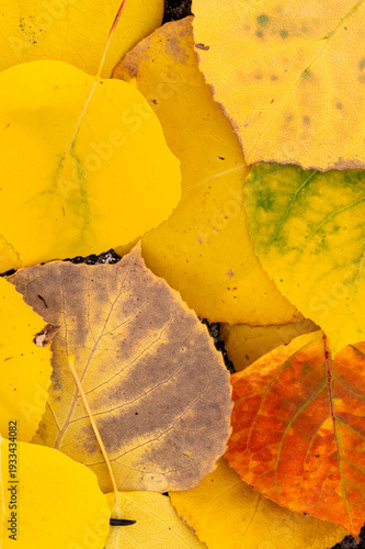 yellow leaves on the ground