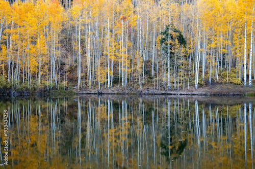 autumn forest in the morning