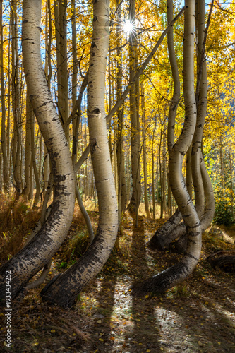 autumn in the woods