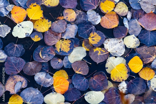 red and yellow leaves