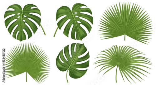Tropic palm leaf isolated. Monstera plant leaves realistic set. Jungle foliage vector decor element for hawaiian design. Botany decorative clipart of beautiful thailand botanic flora illustration 