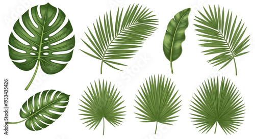 Tropic palm leaf isolated. Monstera plant leaves realistic set. Jungle foliage vector decor element for hawaiian design. Botany decorative clipart of beautiful thailand botanic flora illustration 