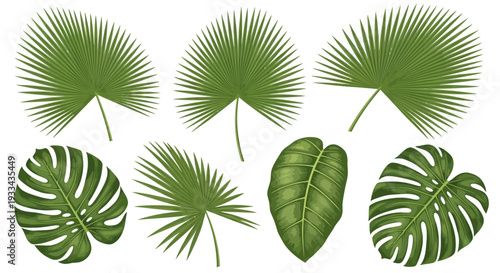 Tropic palm leaf isolated. Monstera plant leaves realistic set. Jungle foliage vector decor element for hawaiian design. Botany decorative clipart of beautiful thailand botanic flora illustration 