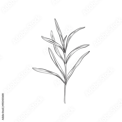 Black and white line art illustration of lavender branch with narrow leaves. Minimal outline botanical drawing in flat vector style, isolated composition for natural design, print, packaging