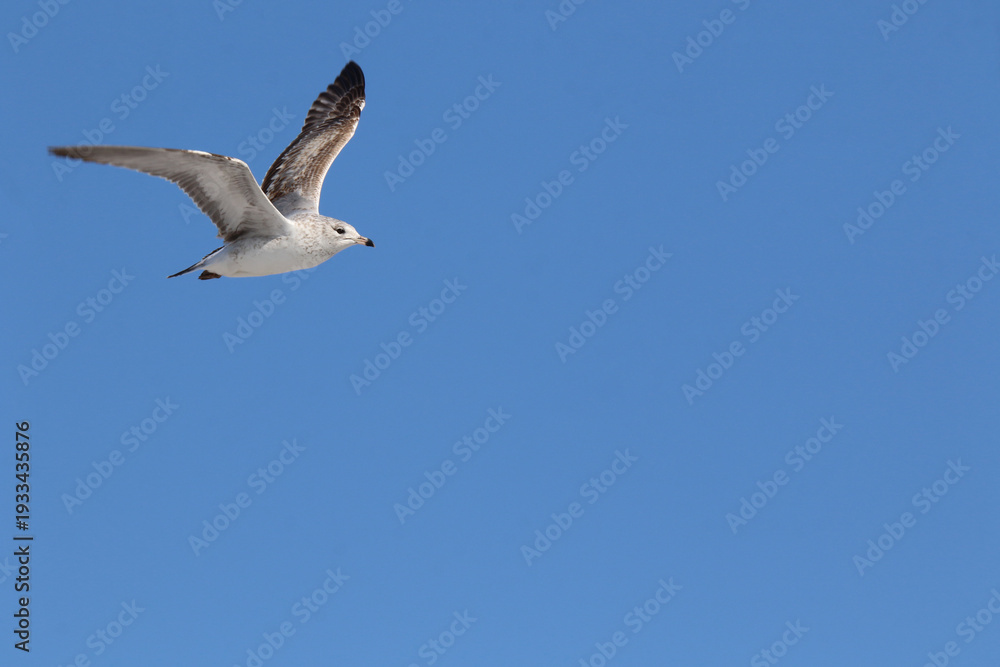 Fototapeta premium ring billed gull in flight