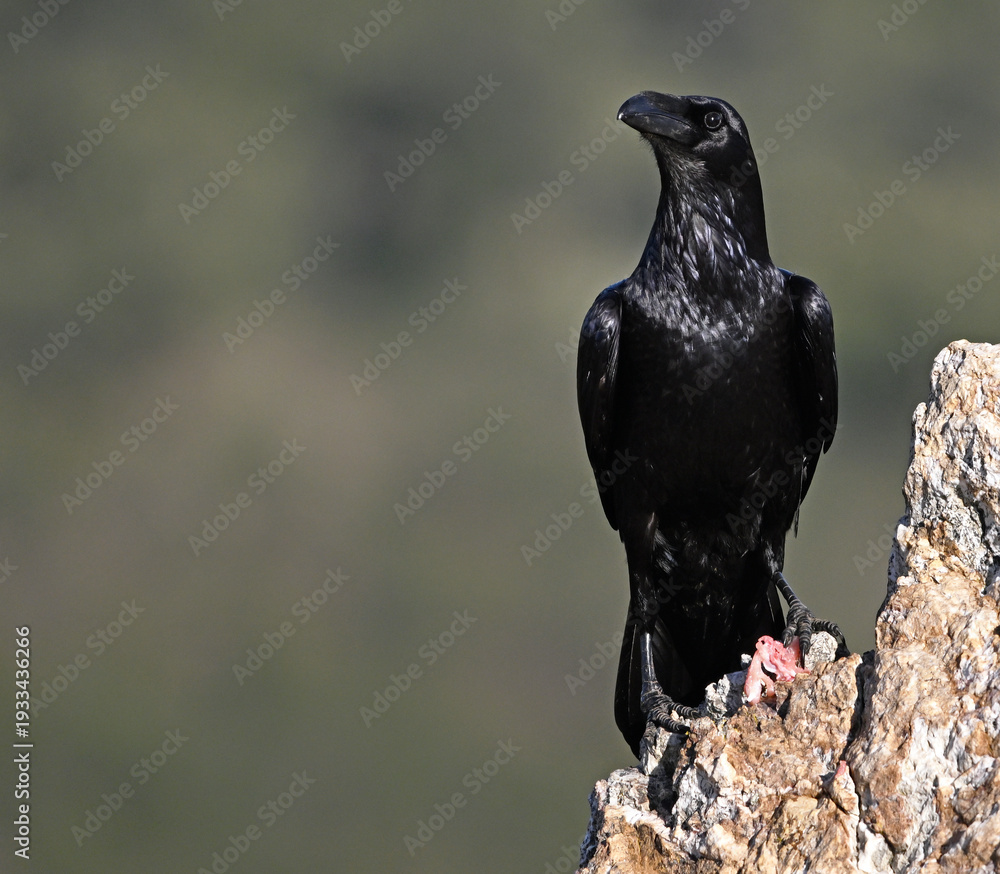 Fototapeta premium a huge black crow perched on a rock