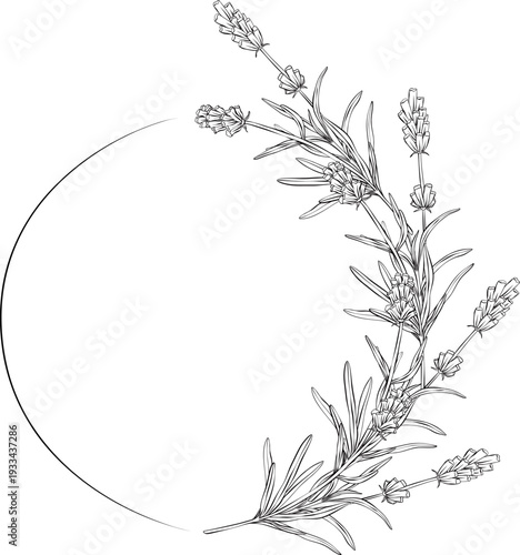 Black and white line art illustration of lavender flowers forming circular frame. Detailed outline botanical drawing in elegant vector style for natural branding, packaging, print design