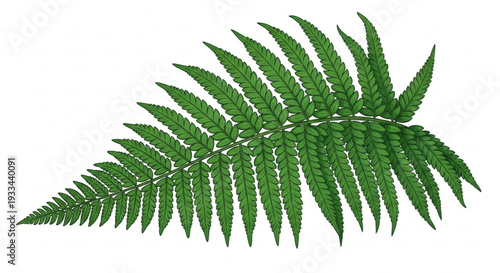 Large green fern leaf with pointed leaflets on white background natural foliage element for design