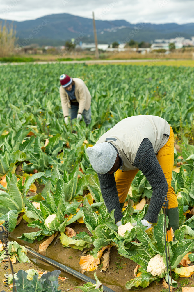 Fototapeta premium Adult man farmer works with team to harvest fresh cauliflower in farm field