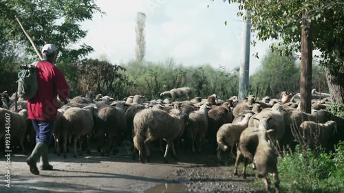 Flock of sheep with shepherd and dog moving on pasture, slow motion cinematic view